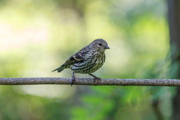 pine siskin on a twig with colorful background