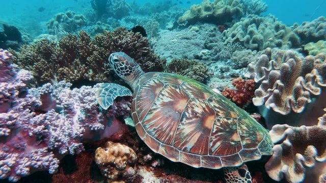A Green Sea Turtle (Chelonia Mydas) on a tropical coral reef in the Philippines