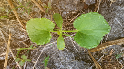 Young watermelon or citrullus plant