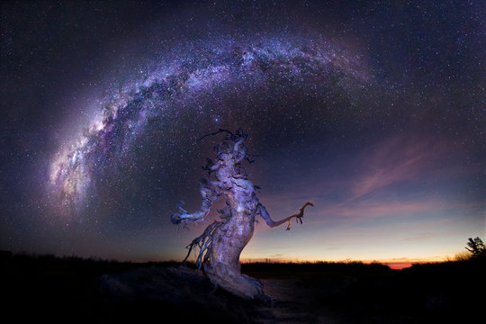 View of bare tree resembling human form against starry sky