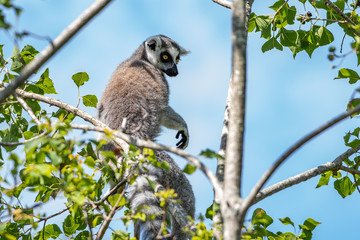 Ring tailed lemur sitting in a tree