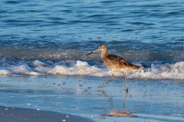 Marbled Godwit  walks along the shore of the Gulf of Mexico in Florida