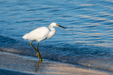 Snowy egret hunting on on the shore of the Gulf of Mexico