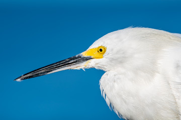 Close up head shot of a snowy egret