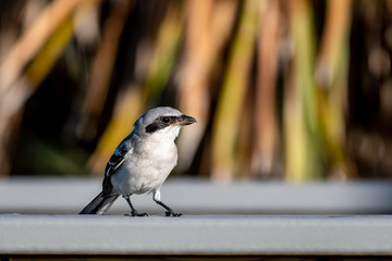 loggerhead shrike sits on a rail in Florida