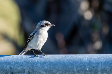 loggerhead shrike sits on a wooden rail in Florida