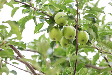 The fruit of the apple tree