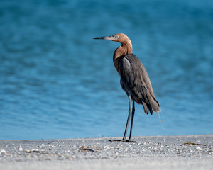 Reddish egret in his natural habitat on a beach in Florida