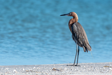 Reddish egret in his natural habitat on a beach in Florida