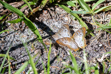 Peacock butterflies spreads their wings to display identical patterns of black,white and orange colors.