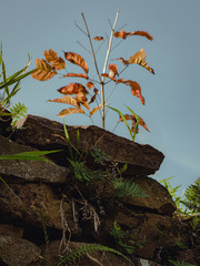 Stone wall with grass and small young tree