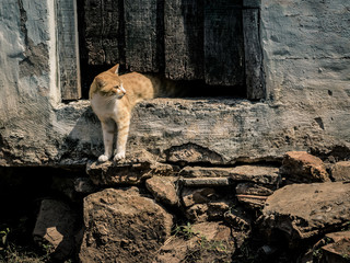 Cat below of wood old door