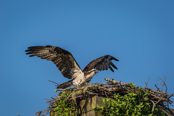 Osprey, Pandion haliaetus, on a sunny morning with bright blue sky launches from nest box
