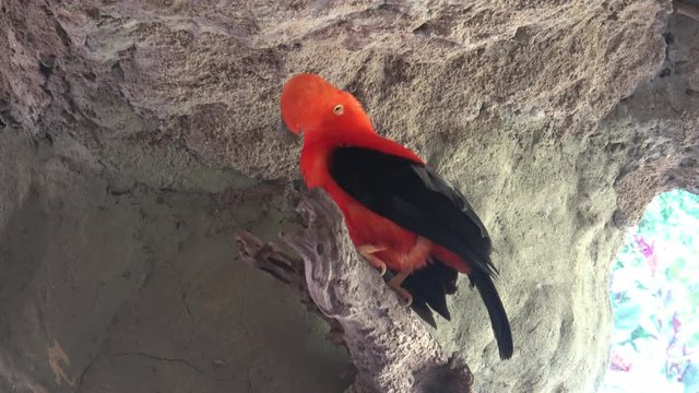 Medium shot of red-orange colors on a Rupicola peruvianus standing on a rock.