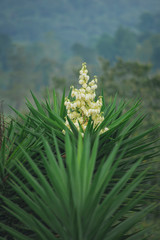 Flor silveste
