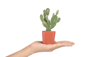 Hand holding Opuntia cactus in pot isolated on a white background © cloud7days