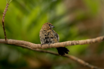 Blue-black grassquit (Volatinia jacarina).