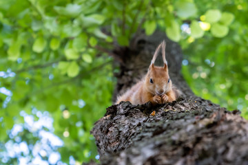 Extreme closeup of red squirrel feeding on a tree on blurred background