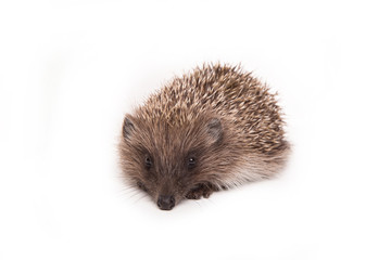 Hedgehog isolated on white background Close-up 