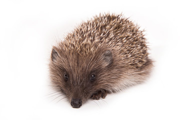 Hedgehog isolated on white background Close-up 