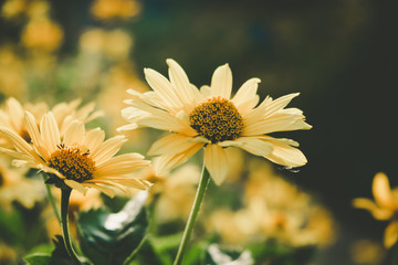 Beautiful daisies on blurred background with analog film look