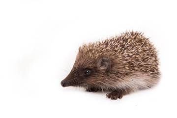 Hedgehog isolated on white background Close-up 