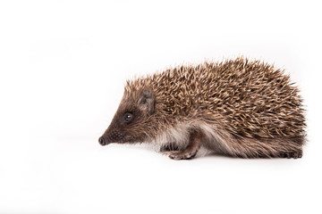 Hedgehog isolated on white background Close-up 