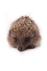 Hedgehog isolated on white background Close-up 