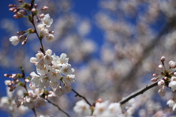 Cherry blossom
