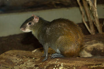  Red-rumped agouti,  golden-rumped agouti, orange-rumped agouti,  Brazilian agouti  (Dasyprocta leporina).