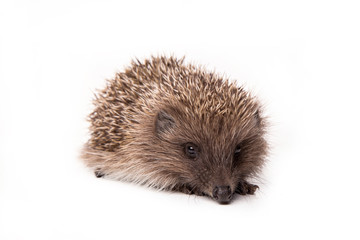Hedgehog isolated on white background Close-up 