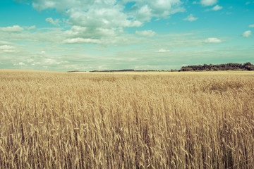Wheat field under blue sky with white clouds. Image has analog filter applied