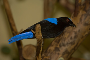 Asian fairy-bluebird (Irena puella).  Male.