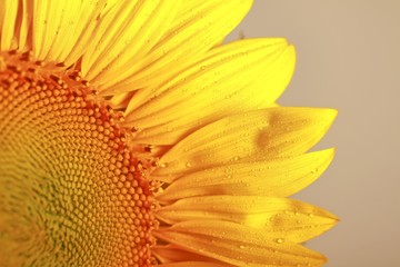 Close-up of a sunflower head