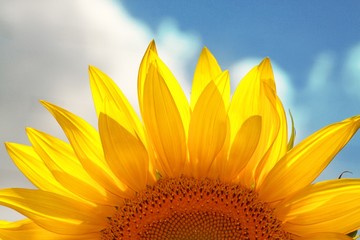 Close-up of a sunflower head