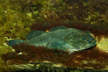 Shorthorn sculpin, short-spined sea scorpion, bull-head, bull-rout , father-lasher (Myoxocephalus scorpius).
