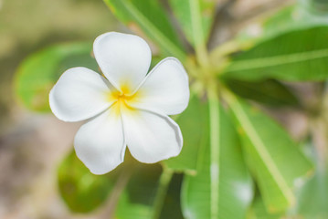 Bright white Frangipani flowers in the backyard