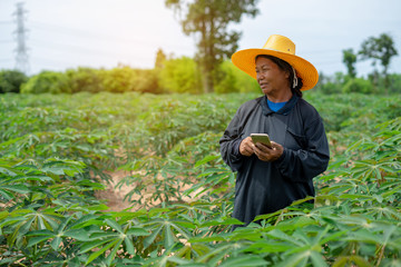 Smart woman farmer holding tablet standing in cassava field for checking her cassava field. Agriculture and smart farmer success concept