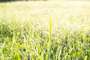 Water drops of dew on green grass in sunlight in a field during sunrise