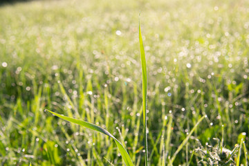 Water drops of dew on green grass in sunlight in a field during sunrise