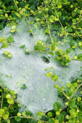 The spider web  on the green  bushes.