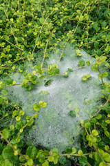 The spider web  on the green  bushes.
