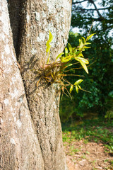 The orchid tree is growing on other trees.