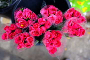 Ornamental plants. Beautiful nature scene with blooming ornamental plants in sun flare. Alternative medicine Spring Daisy. Summer flowers. Beautiful meadow. Summer background