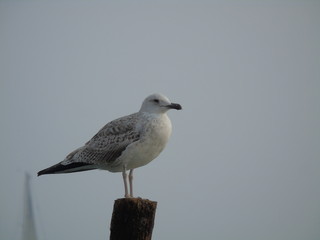 seagull on a post