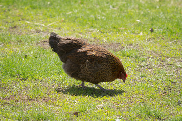 Spring morning in the chicken yard.