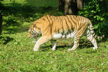 Beautiful big striped tiger on green grass.