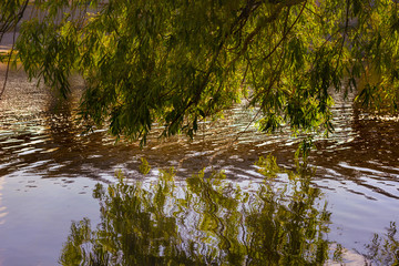 tree branches touch the water forming circles and ripples reflected in the water in summer