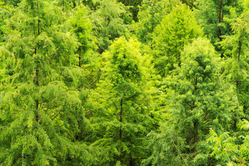 Aerial photo of the floating forest of Chinese fir in fangtang wetland, ningguo city, anhui province, China