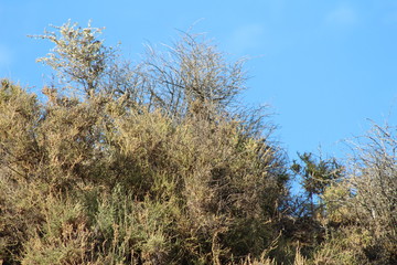 Desert Plants Blue Sky
